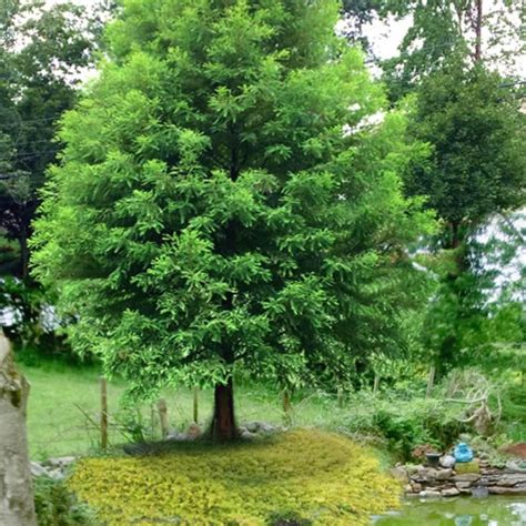 10 Bald Cypress Seeds For Planting Taxodium Distichum Bitify 10 Bald Cypress Seeds For Planting Taxodium Distichum Bitify