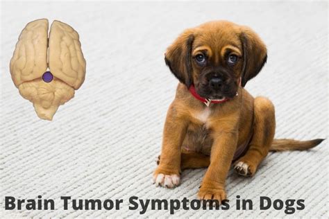 10 Brain Tumor Symptoms In Dogs Shouldn T Ignore 10 Brain Tumor Symptoms In Dogs Shouldn T Ignore