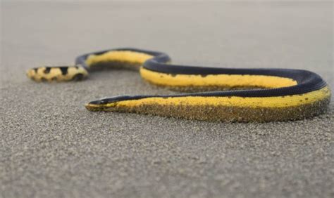 10 Facts About The Yellow Bellied Sea Snake Snake Radar 10 Facts About The Yellow Bellied Sea Snake Snake Radar