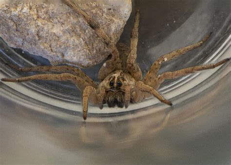 10 Spiders In Arizona A Z Animals 10 Spiders In Arizona A Z Animals