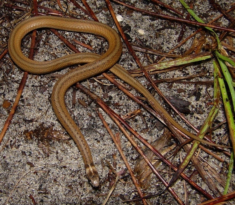 1000 Images About Florida Snakes On Pinterest 1000 Images About Florida Snakes On Pinterest