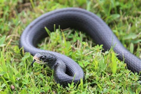 13 Types Of Black Snakes In Florida With Pictures Earth Eclipse 13 Types Of Black Snakes In Florida With Pictures Earth Eclipse