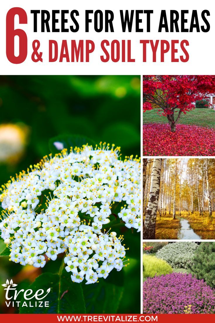 15 Best Plants For Wet Areas 15 Best Plants For Wet Areas