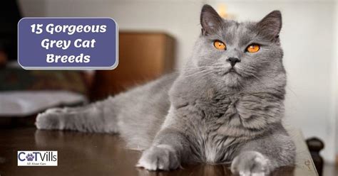 15 Gorgeous Grey Cat Breeds You Need To See With Pictures 15 Gorgeous Grey Cat Breeds You Need To See With Pictures