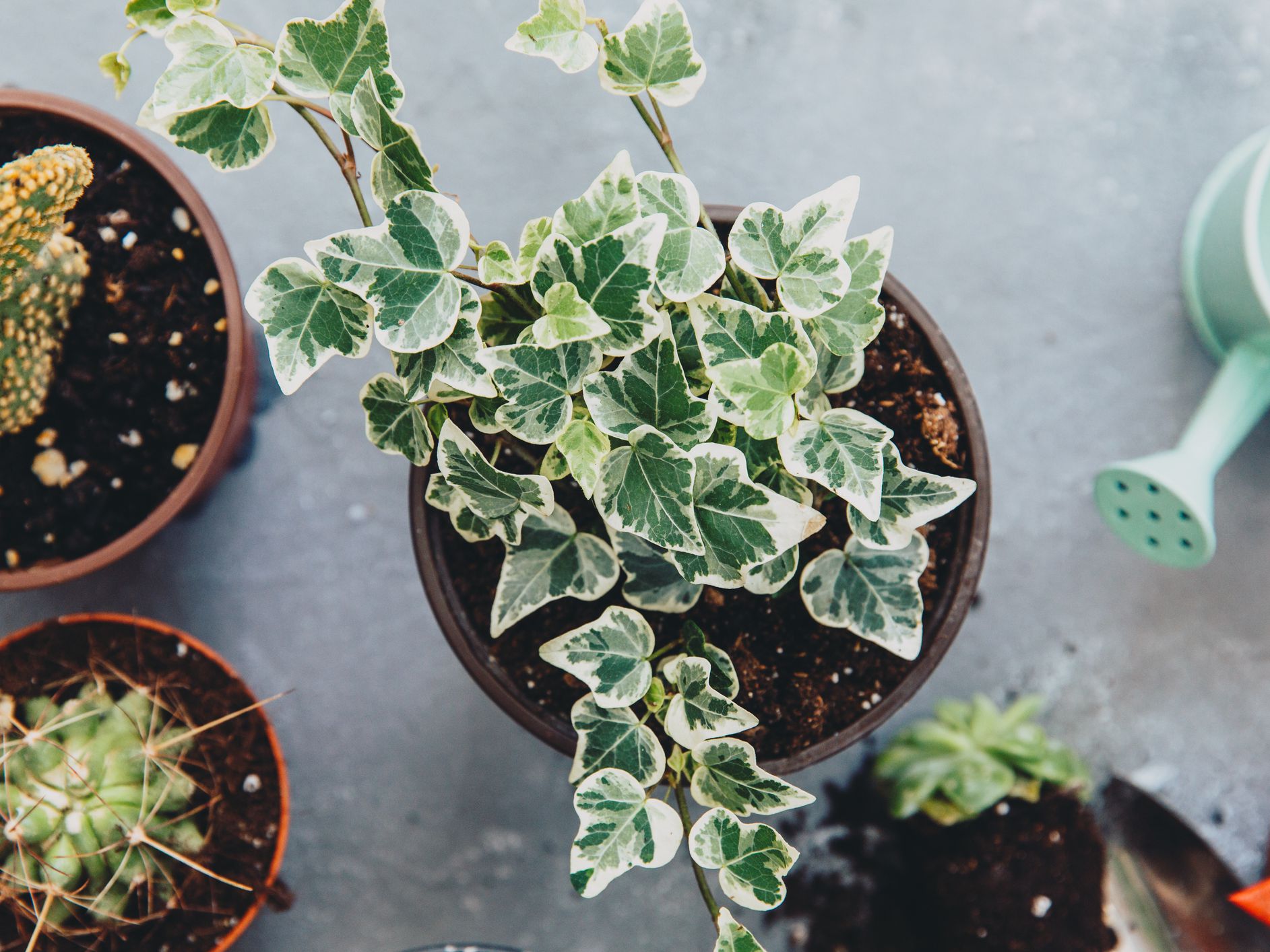 15 Types Of Ivy Plants Guide For Perfect Outdoor And Indoor Setting