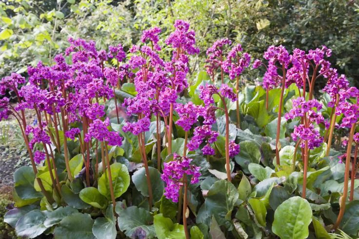 16 Water Loving Plants For Wet Outdoor Areas Plants Water Garden 16 Water Loving Plants For Wet Outdoor Areas Plants Water Garden