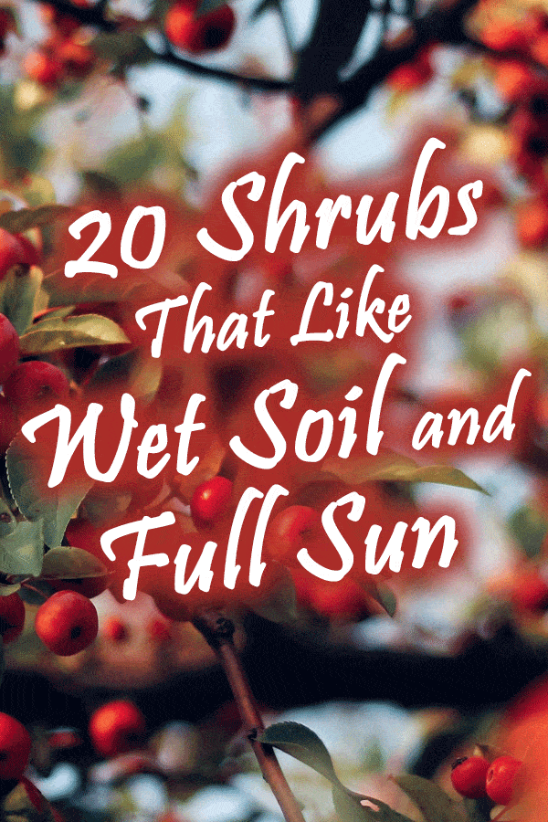 20 Shrubs That Like Wet Soil And Full Sun 20 Shrubs That Like Wet Soil And Full Sun