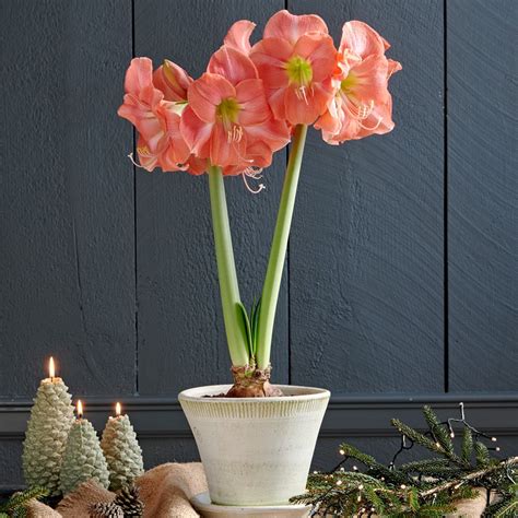25 How To Save Amaryllis Bulbs Kierinadriana 25 How To Save Amaryllis Bulbs Kierinadriana