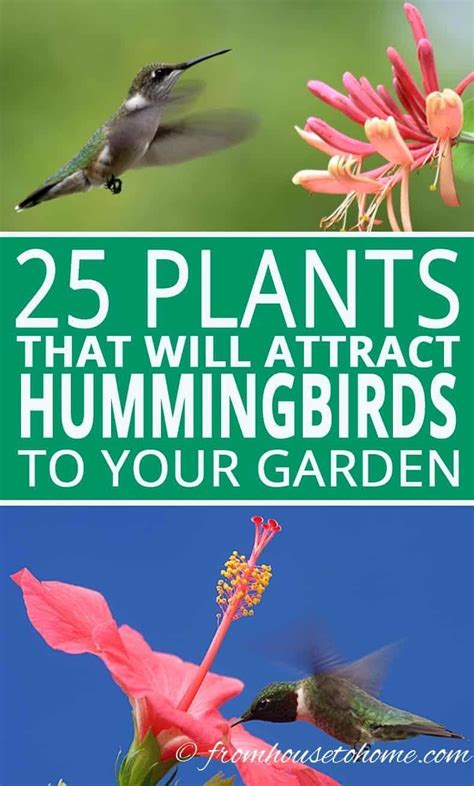 26 Best Hummingbird Flowers To Plant 26 Best Hummingbird Flowers To Plant