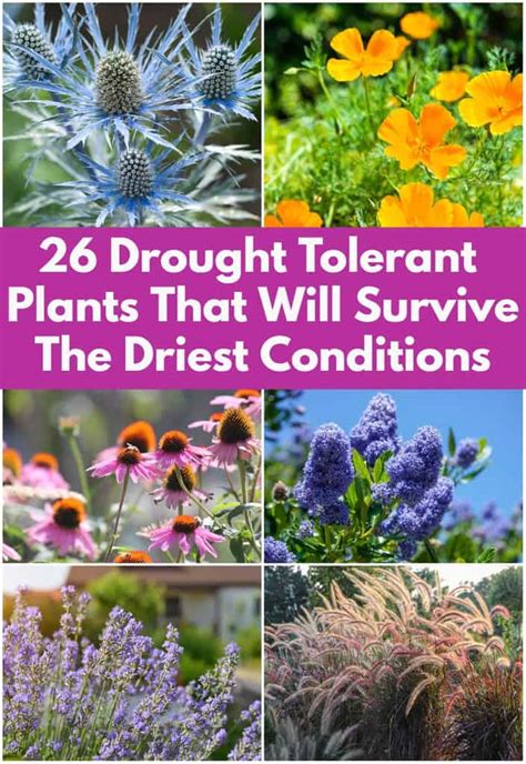 26 Drought Tolerant Plants That Will Survive The Driest Conditions 26 Drought Tolerant Plants That Will Survive The Driest Conditions