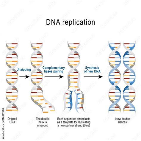 3 Steps to DNA Replication 3 Steps to DNA Replication