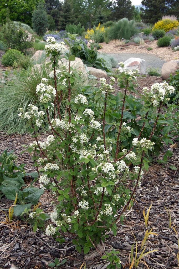 36 Colorado Native Shrubs Ideas Shrubs For Landscaping Colorado 36 Colorado Native Shrubs Ideas Shrubs For Landscaping Colorado