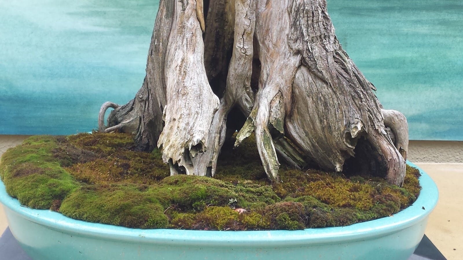 40 Bald Cypress Seeds W 10 Year Bonsai Growing Guide Taxodium 40 Bald Cypress Seeds W 10 Year Bonsai Growing Guide Taxodium