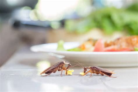 5 Foods That Attract Cockroaches Lawn Plus Pest Control Services 5 Foods That Attract Cockroaches Lawn Plus Pest Control Services