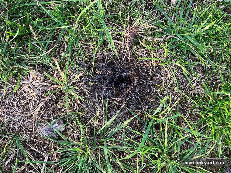5 Mysterious Yard Holes With No Mounds Uncover The Surprising Cause 5 Mysterious Yard Holes With No Mounds Uncover The Surprising Cause