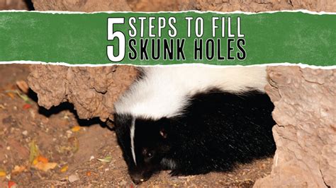 5 Steps To Fill A Skunk Hole How To Prevent More Pest Pointers 5 Steps To Fill A Skunk Hole How To Prevent More Pest Pointers