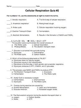 The Science of Cellular Respiration: 6 FAQs