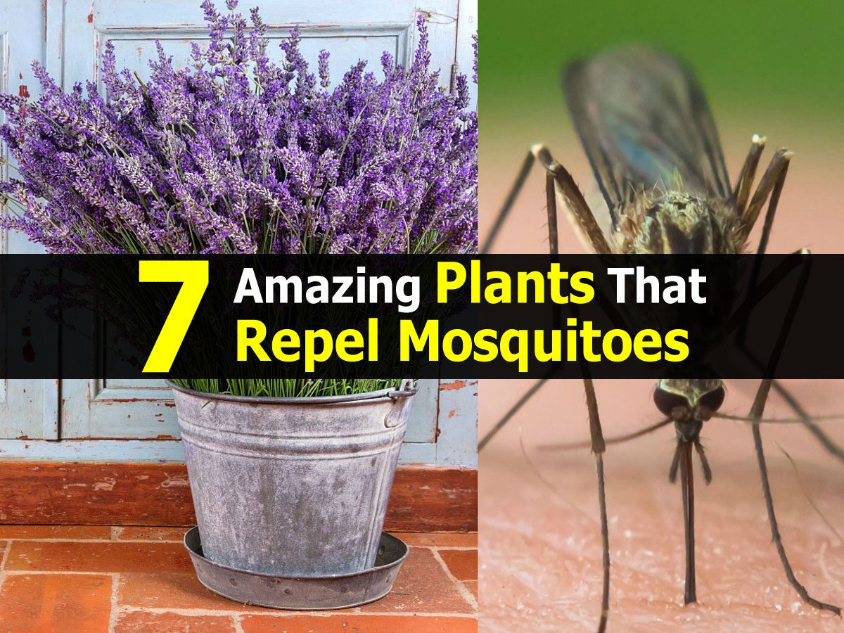 7 Amazing Plants That Repel Mosquitoes 7 Amazing Plants That Repel Mosquitoes