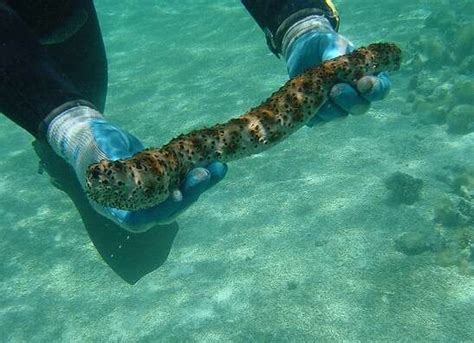 7 Deep Sea Dwellers Who Hardly Look Like Animals At All The Dodo 7 Deep Sea Dwellers Who Hardly Look Like Animals At All The Dodo
