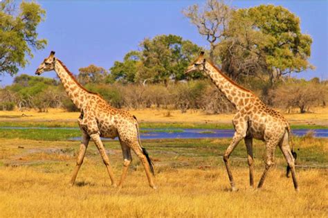 7 Things That Are 10 Feet Tall Measuring Troop