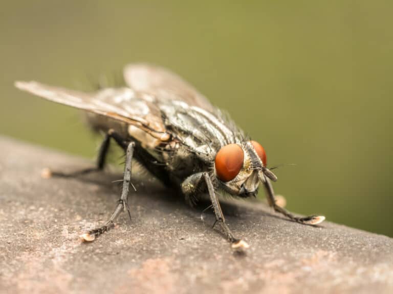 8 Ways Flies Get Into Your House And How To Get Rid Of Them Backyard 8 Ways Flies Get Into Your House And How To Get Rid Of Them Backyard