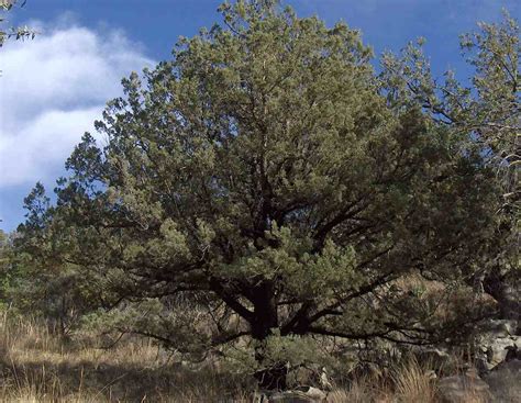 9 Best Native Trees For Phoenix 9 Best Native Trees For Phoenix