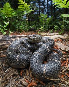 9 Stunning Black Snakes With White Stripes Balcony Garden Web 9 Stunning Black Snakes With White Stripes Balcony Garden Web