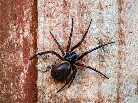 A 1 S Guide To Venomous Non Venomous Spiders In Nc A 1 S Guide To Venomous Non Venomous Spiders In Nc