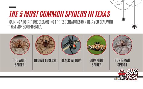 A Guide To Common Spiders In Texas 8 Legged Texans A Guide To Common Spiders In Texas 8 Legged Texans
