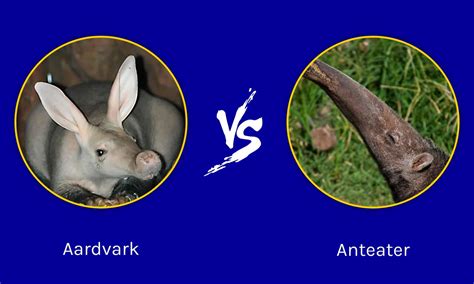 Aardvark vs Anteater: 5 Fascinating Facts