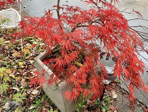 5 Easy Tips for Acer Bloodgood Care