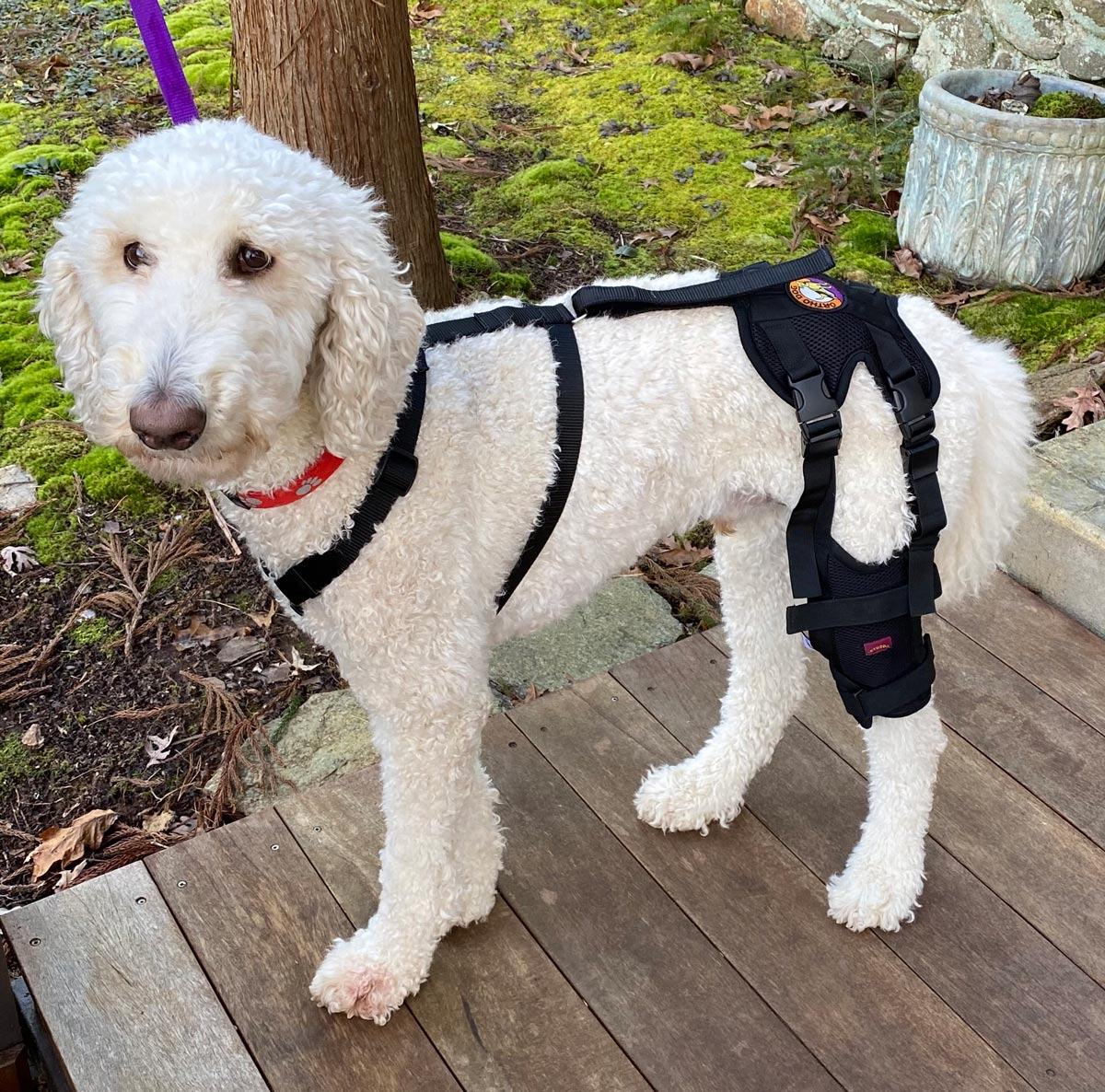 5 Steps to Prepare for ACL Surgery in Dogs 5 Steps to Prepare for ACL Surgery in Dogs