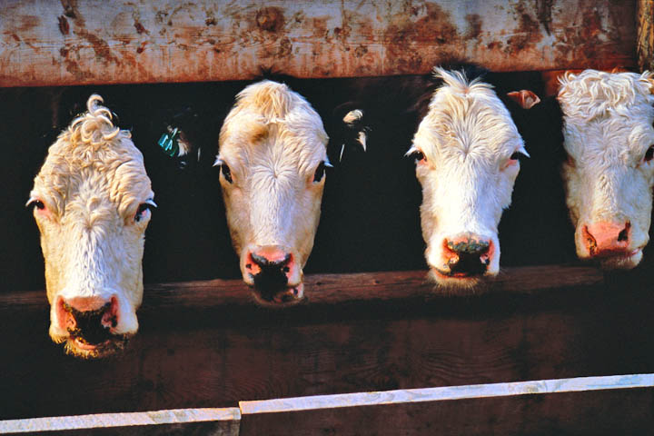 The Humane Air Gun Slaughter