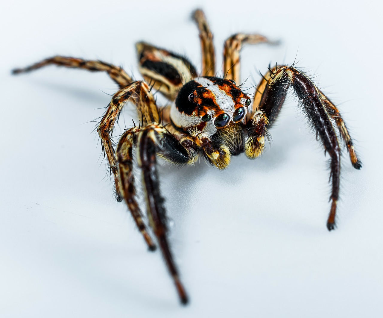 The Alabama Jumping Spider's Secrets Unveiled
