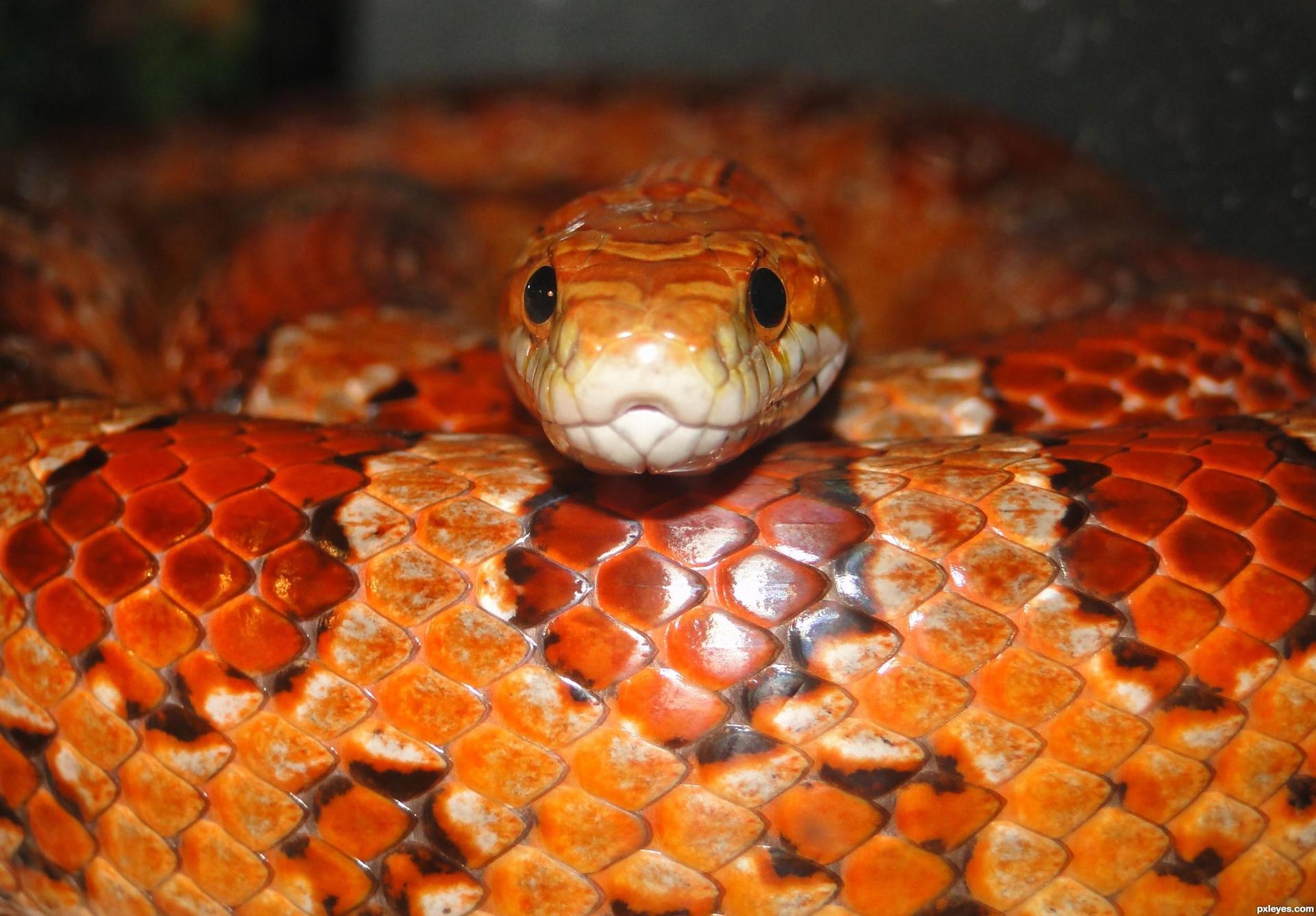 All About Corn Snakes All About Corn Snakes