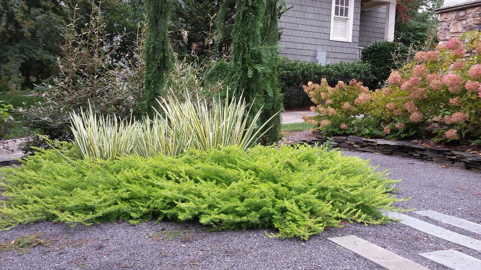 All Gold Shore Junipers With Variegated Japanese Iris Contemporary All Gold Shore Junipers With Variegated Japanese Iris Contemporary