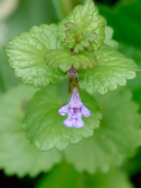 Alternative Ways To Get Rid Of Creeping Charlie Gardening Dream Alternative Ways To Get Rid Of Creeping Charlie Gardening Dream