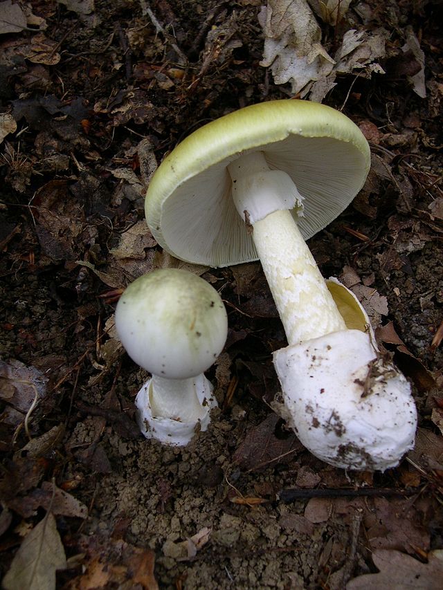 Deadly Amatoxin: Utah's Mushroom Poisoning Crisis