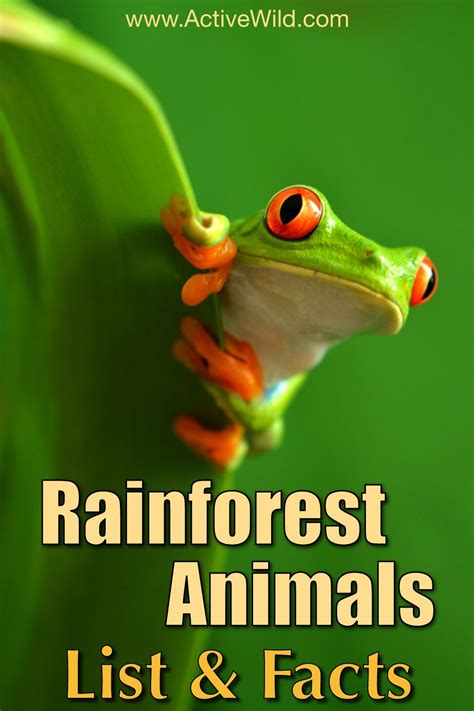 Amazon Rainforest Animals List And Pictures At Kristin Knight Blog Amazon Rainforest Animals List And Pictures At Kristin Knight Blog