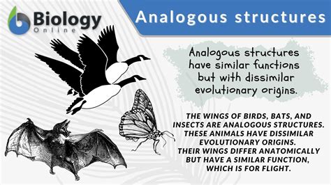 Analogous Structures: Nature's Design Secrets