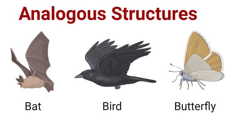 Unraveling Analogous Structures: 3 Insights
