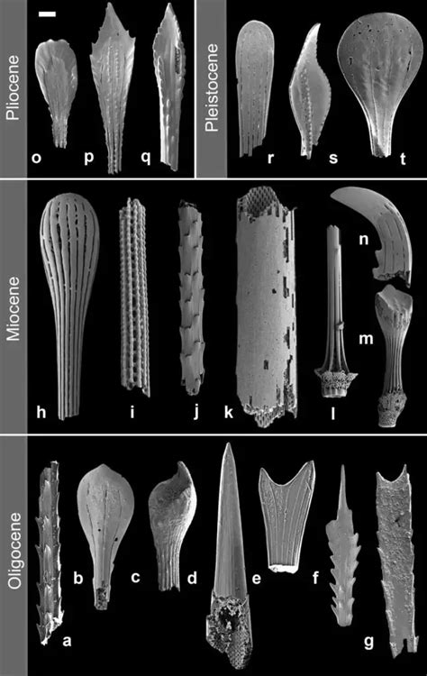 Ancient Deep Sea Dwellers 104 Million Year Old Fossils Unveil Ocean S Past Ancient Deep Sea Dwellers 104 Million Year Old Fossils Unveil Ocean S Past