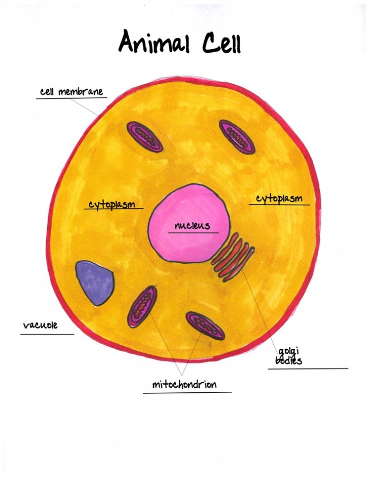Animal Cell's Intricate Map: A Visual Guide Animal Cell's Intricate Map: A Visual Guide