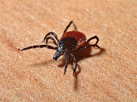 Nature's Pest Control: Animals That Eat Ticks