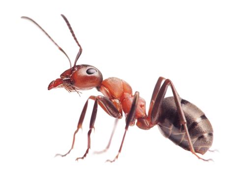 Ant Identification Guide How To Identify Ants Domyown Com Ant Identification Guide How To Identify Ants Domyown Com