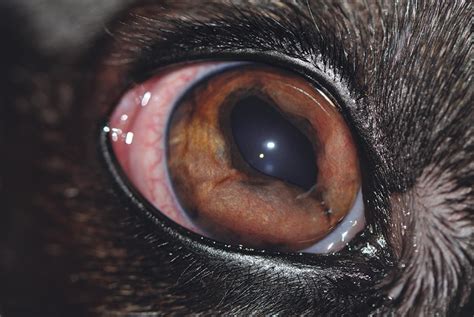 5 Signs of Anterior Uveitis in Dogs