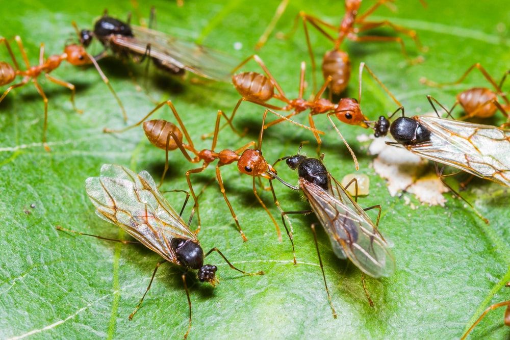 Unraveling the Mystery: Winged Ants