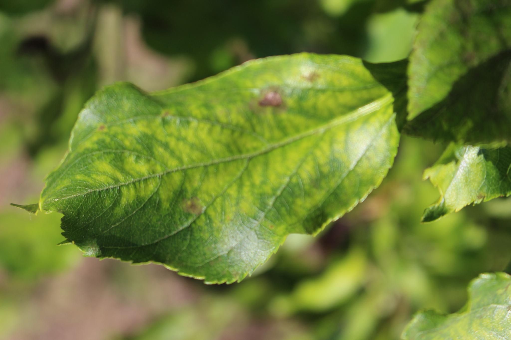 Apple Leaf Disease Can You Help Identify My Garden Apple Leaf Disease Can You Help Identify My Garden