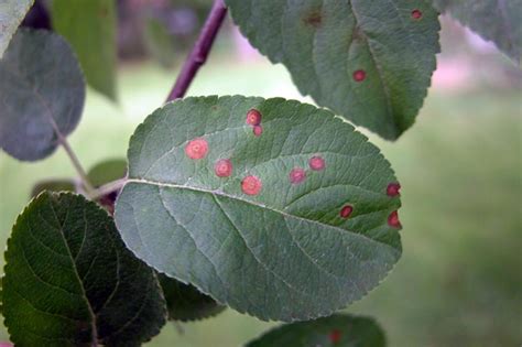 Identifying Apple Leaf Diseases: A Guide Identifying Apple Leaf Diseases: A Guide