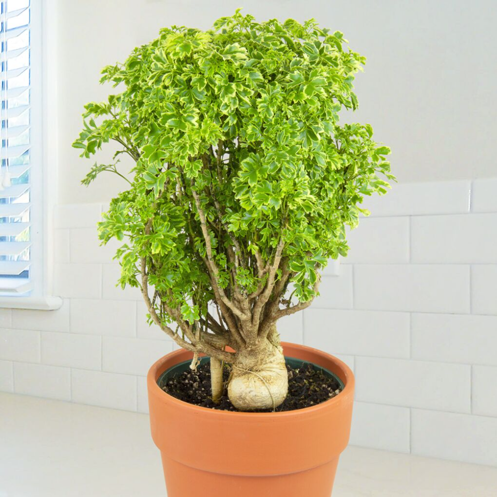 The Ultimate Aralia Ming Care Guide